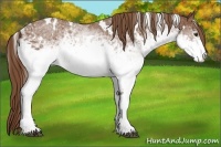 Horse Color:White Spotted Chestnut 