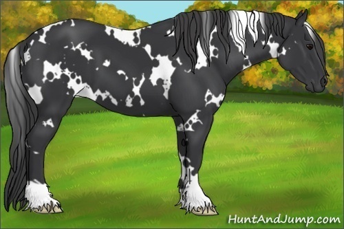 Horse Color:White Spotted Black 