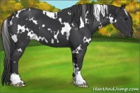 Horse Color:White Spotted Black