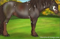 Horse Color:White Spotted Liver Chestnut 
