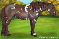 Horse Color:White Spotted Chocolate Black