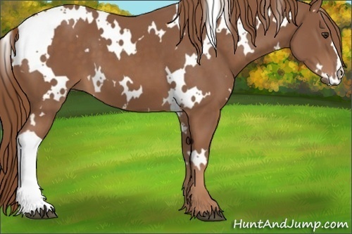 Horse Color:White Spotted Chestnut 