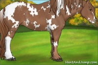 Horse Color:White Spotted Chestnut
