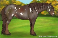 Horse Color:White Spotted Liver Chestnut 