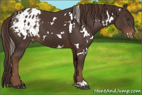 Horse Color:White Spotted Liver Chestnut Blanket