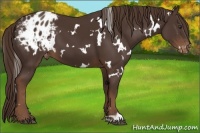 Horse Color:White Spotted Liver Chestnut Blanket 