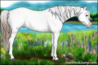Horse Color:White Spotted Brown Appaloosa