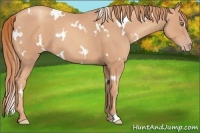 Horse Color:White Spotted Gold Champagne