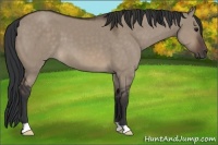 Horse Color:Brown Dun 