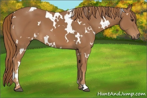 Horse Color:White Spotted Chestnut 