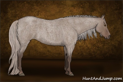 Horse Color:Silver Grullo Roan 