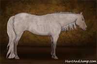 Horse Color:Silver Grullo Roan 