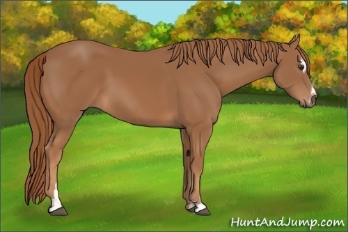 Horse Color:Chestnut Sabino 