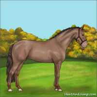 Horse Color:Sable Champagne 