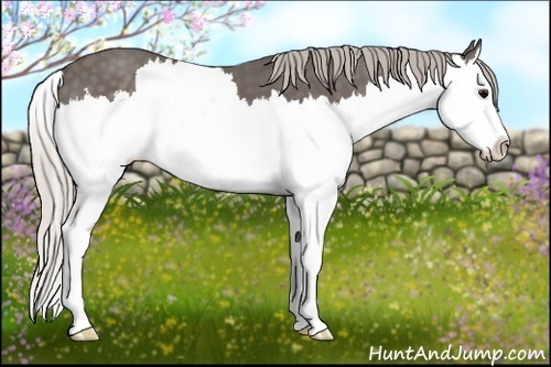 Horse Color:Silver Black Splash 