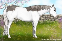 Horse Color:Silver Black Splash 