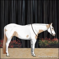 Horse Color:Red Dun Splash Tobiano Frame Rabicano