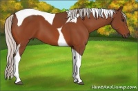 Horse Color:Silver Brown Tobiano 