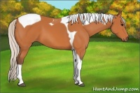 Horse Color:Silver Bay Tobiano 