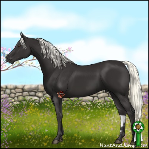 Horse Color:Liver Chestnut Mushroom 