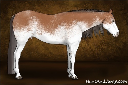 Horse Color:White Spotted Bay 