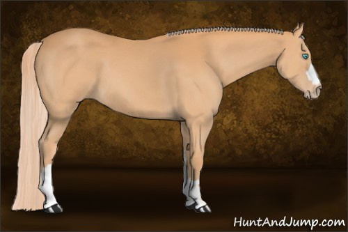 Horse Color:Gray Cremello 