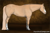 Horse Color:Gray Cremello 