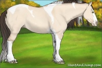 Horse Color:Amber Champagne Dun Sabino Splash Tobiano Rabicano 