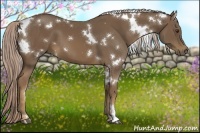 Horse Color:White Spotted Chocolate Palomino 