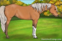 Horse Color:Silver Bay 