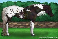 Horse Color:Midnight Chocolate Palomino Tobiano Appaloosa 