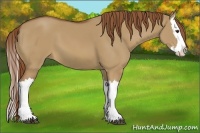 Horse Color:Red Dun Splash