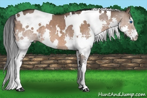 Horse Color:White Spotted Bay Dun Splash 