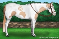 Horse Color:Gold Champagne Splash Tobiano 