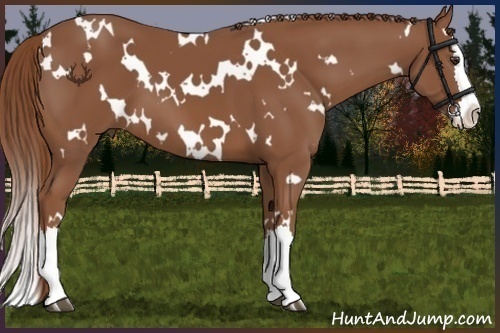 Horse Color:White Spotted Chestnut Splash 