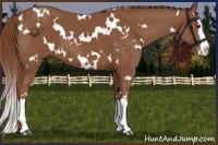 Horse Color:White Spotted Chestnut Splash 