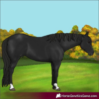 Horse Color:Gray Black 