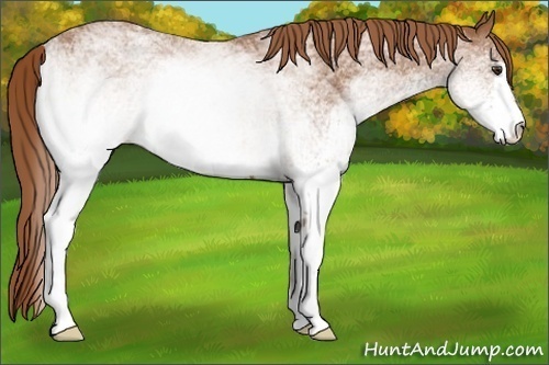 Horse Color:White Spotted Chestnut 