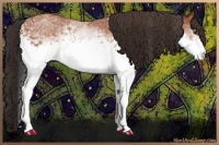 Horse Color:White Spotted Bay Sabino