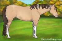 Horse Color:Amber Champagne Roan Tobiano 