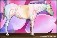 Horse Color:Gold Champagne Roan Tobiano Near Leopard Rabicano