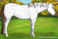 Horse Color:Gray White Spotted Chestnut 