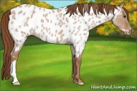 Horse Color:Red Dun Roan Near Leopard 