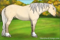 Horse Color:Silver Buckskin Dun 