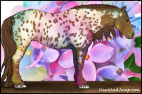 Horse Color:Gray Chestnut Appaloosa 