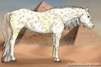 Horse Color:Chestnut Appaloosa 