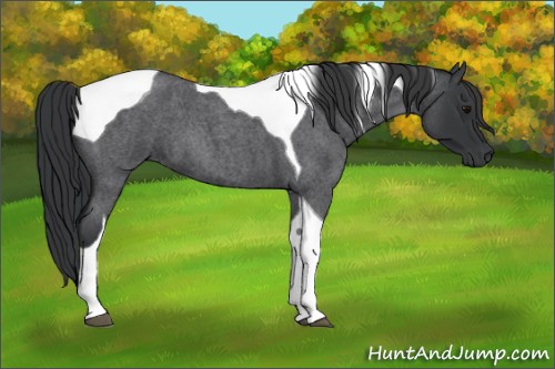 Horse Color:Blue Roan Tobiano