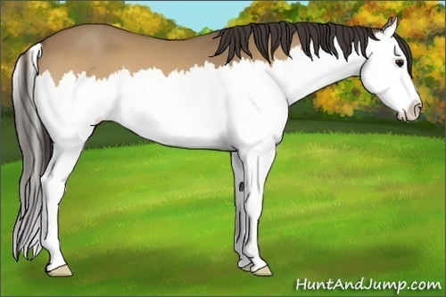 Horse Color:Buckskin Roan Splash 