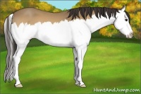 Horse Color:Buckskin Roan Splash 