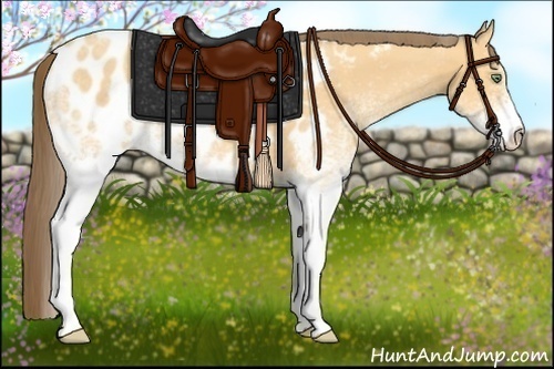 Horse Color:White Spotted Amber Cream Champagne Appaloosa 